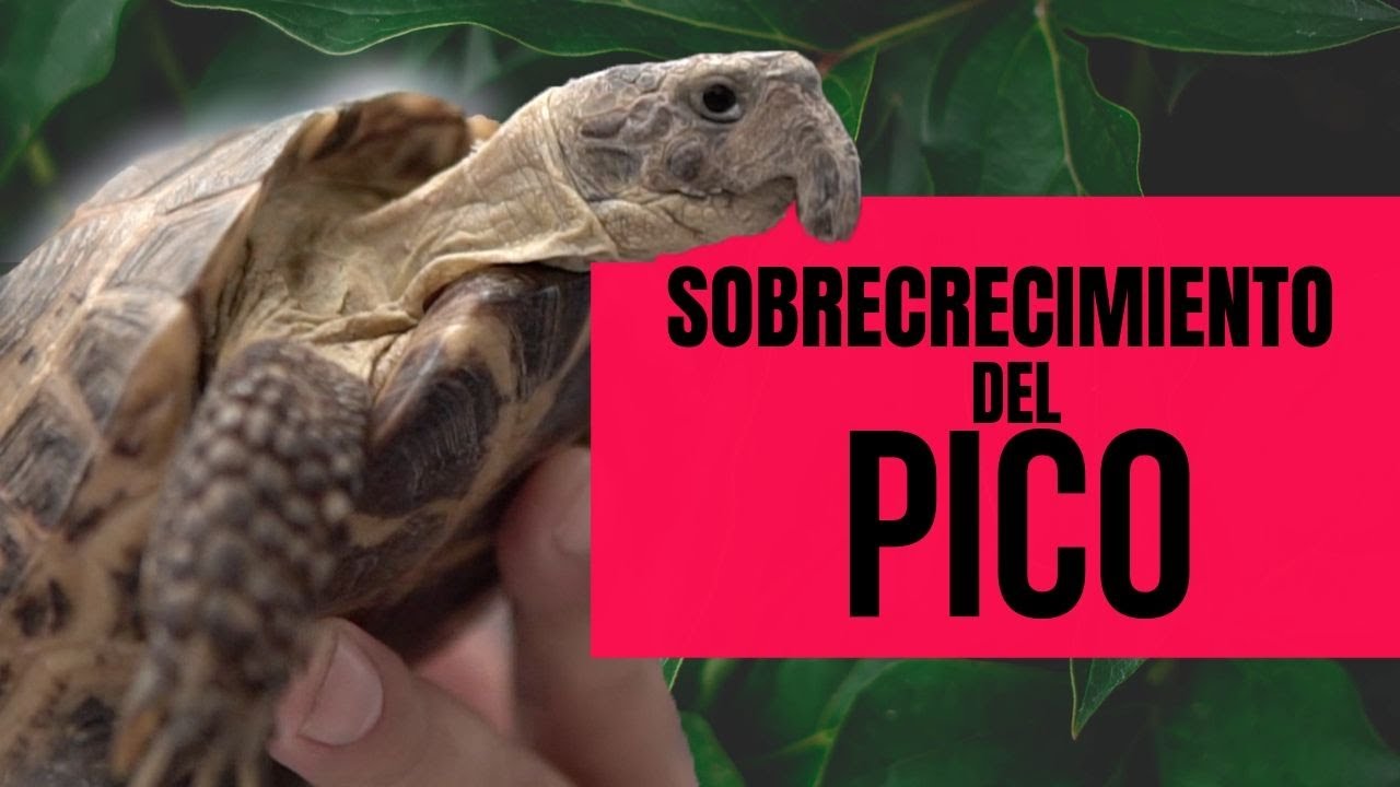 tortuga con picos en el caparazon