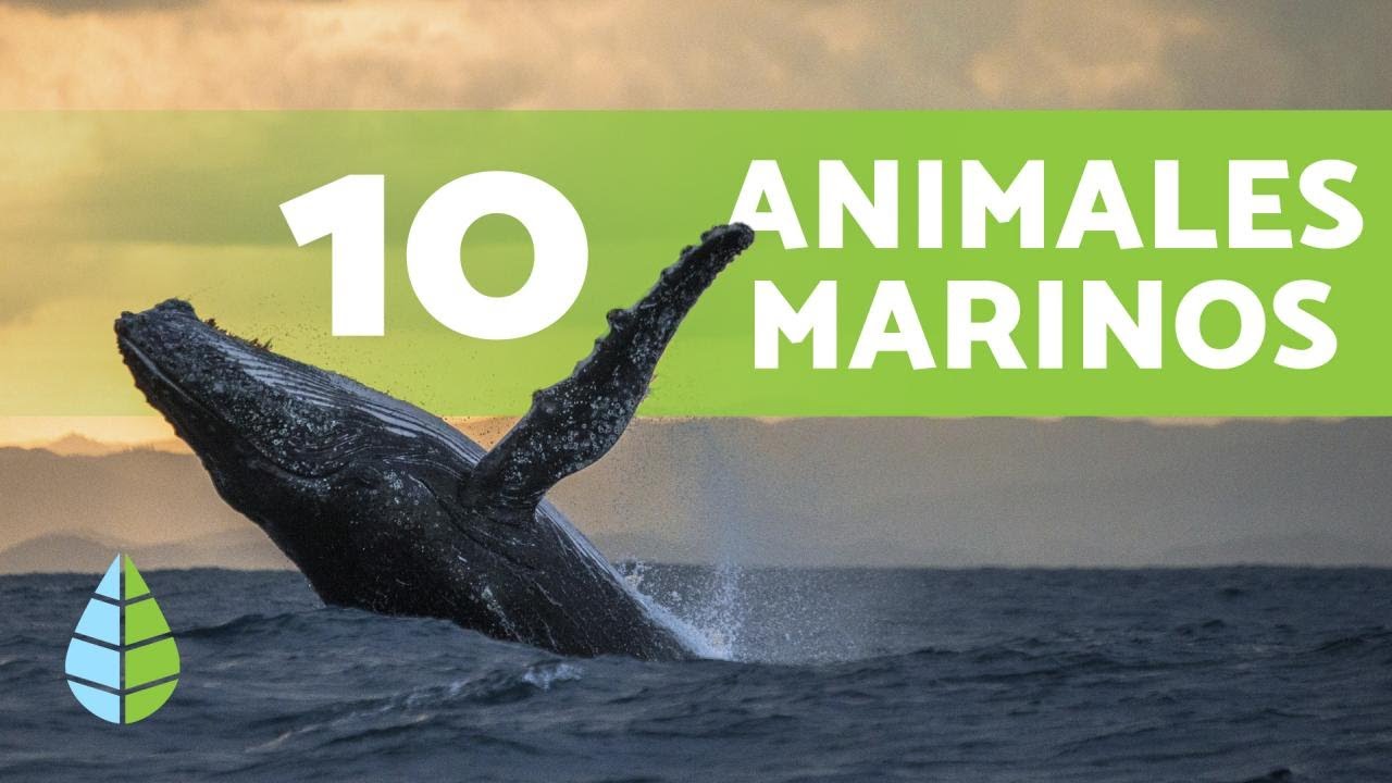 animales que viven en mar abierto