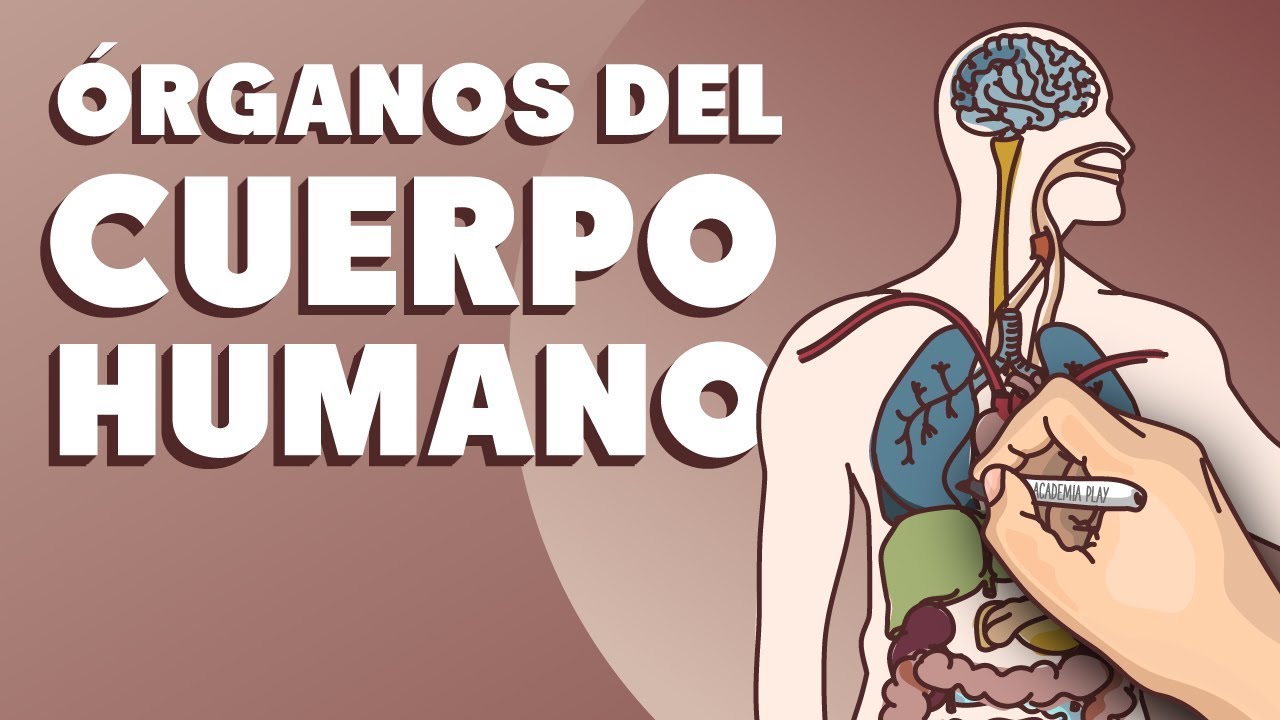 como es la estructura interna de los cuerpos