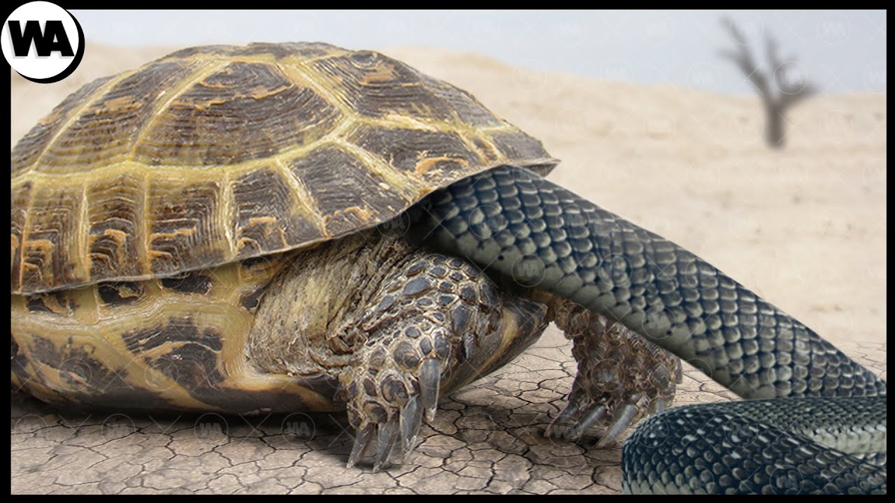 como se ve una tortuga sin caparazon