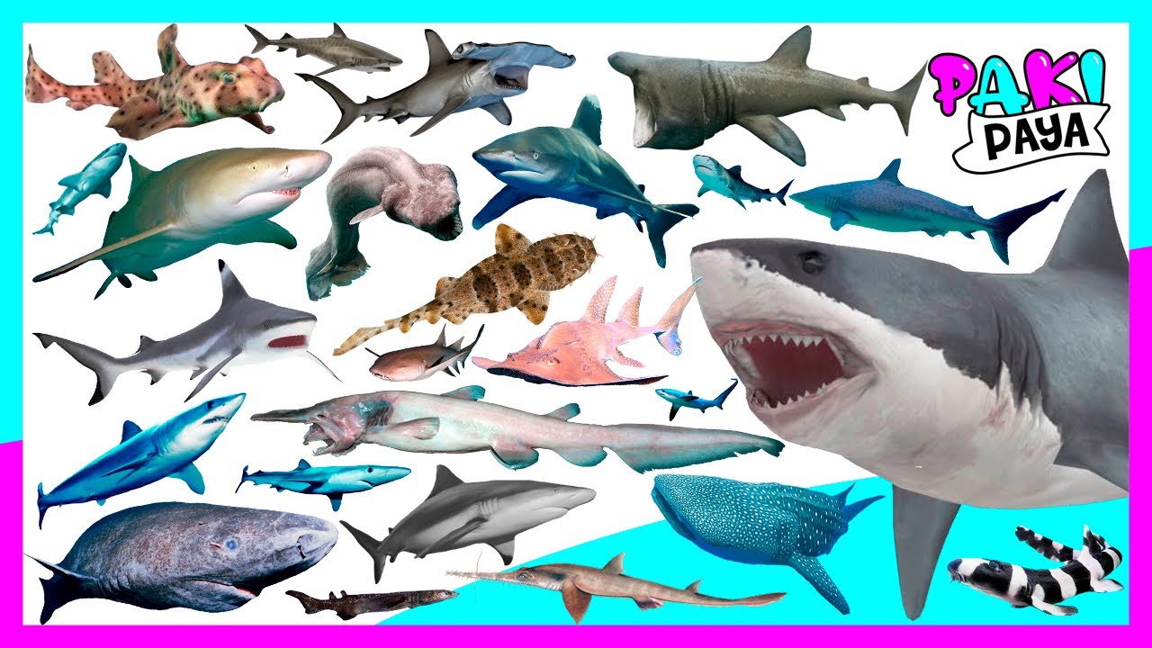 cuantos tiburones hay en el mundo