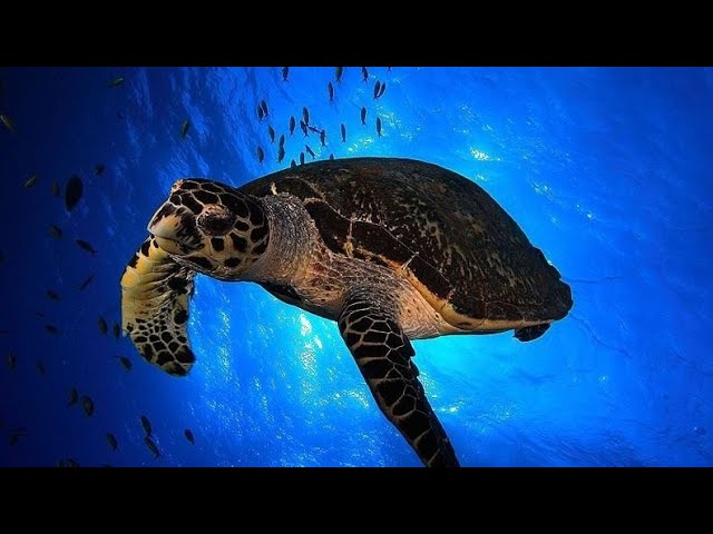 de qué tamaño es la tortuga caguama