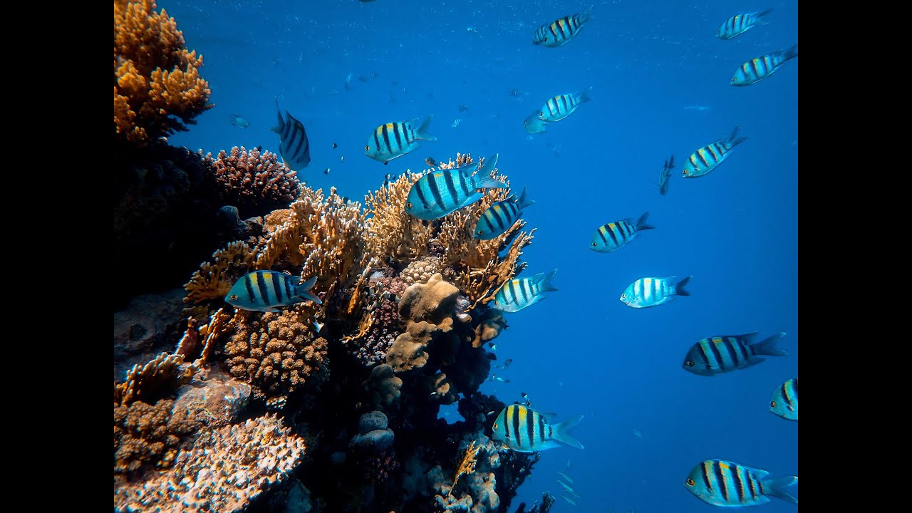fondo del mar con peces real