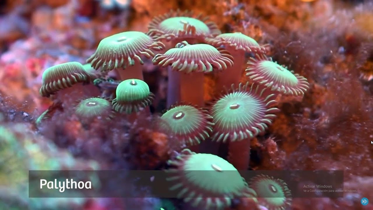 los corales son animales marinos que viven en asociación
