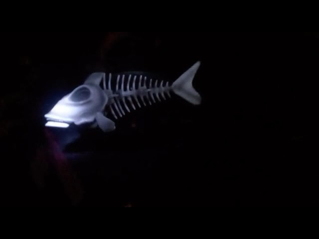 parte del esqueleto de los peces