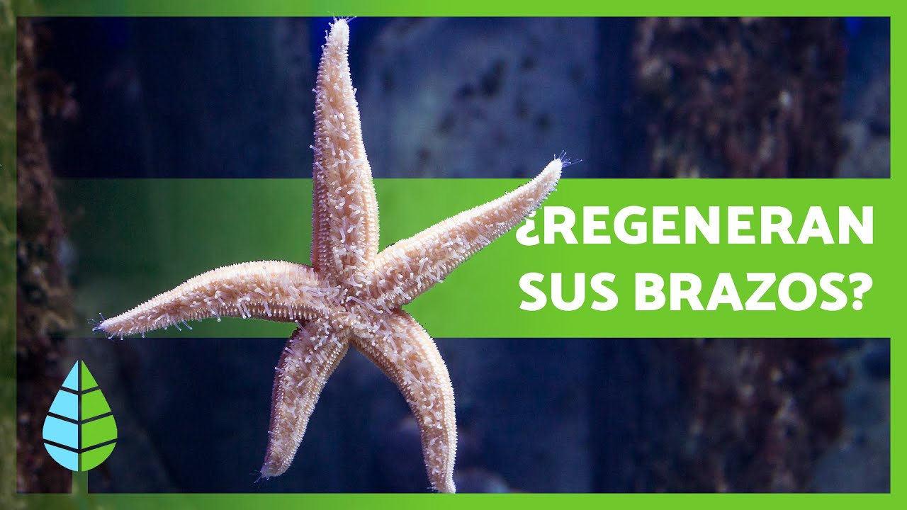 10 características de la estrella de mar