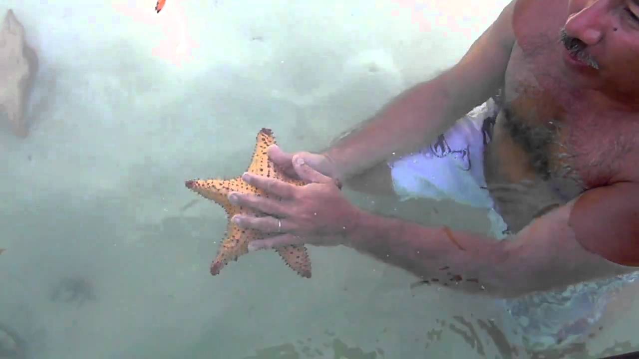 como disecar una estrella de mar
