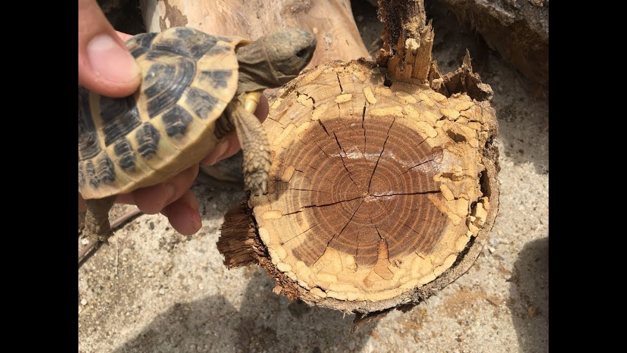 como saber cuantos años tiene una tortuga