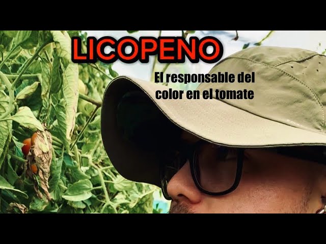 el color rojo de los tomates se debe al