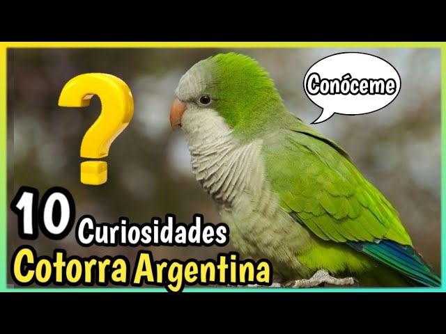 es legal tener una cotorra argentina