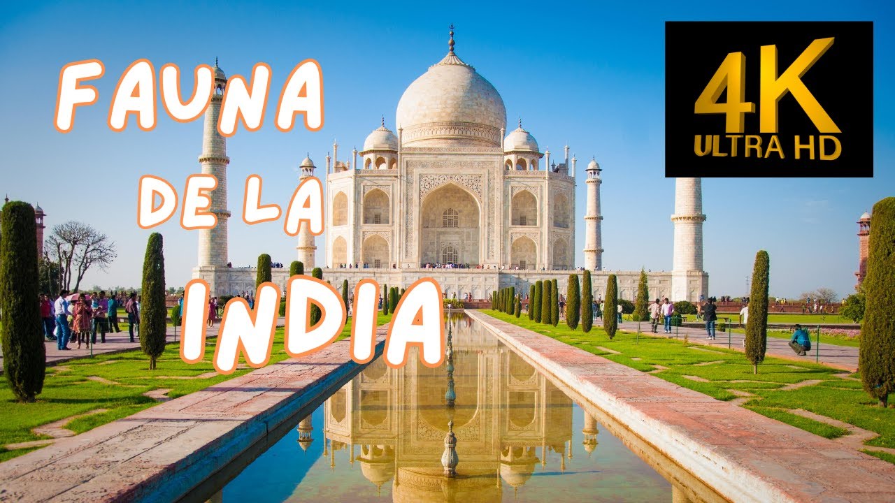 flora y fauna de la india
