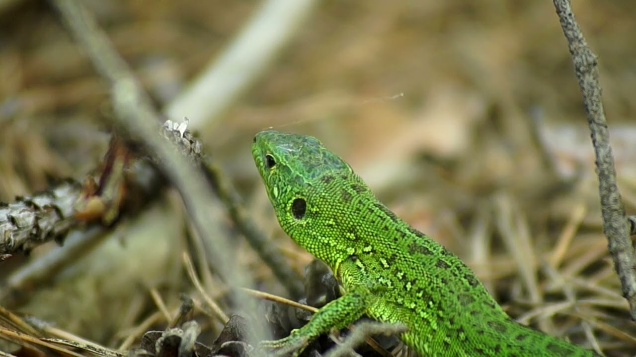 flora y fauna de portugal