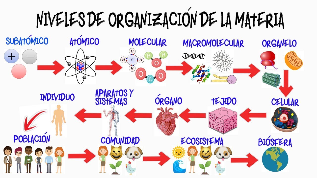 importancia de los niveles de organización de la materia