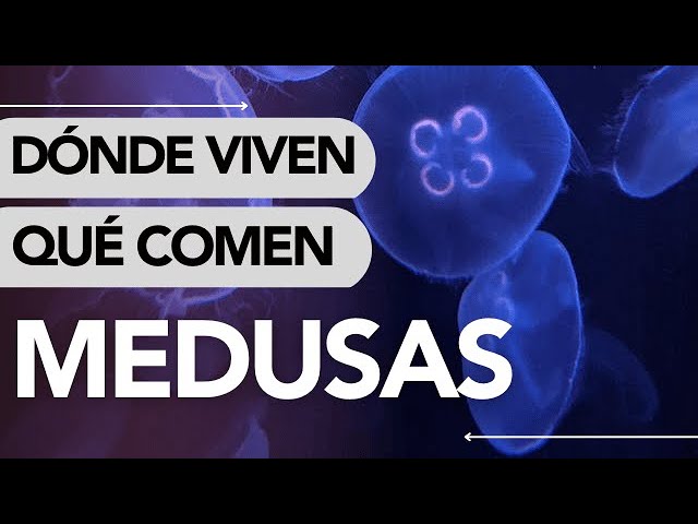las medusas de que se alimentan