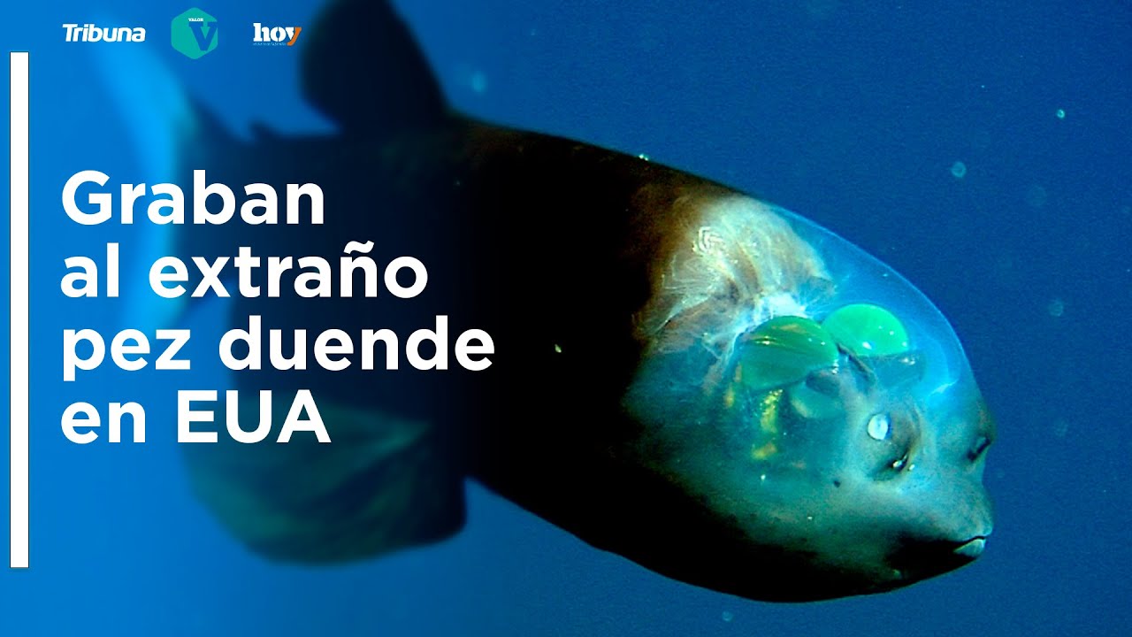 pez duende fuera del agua