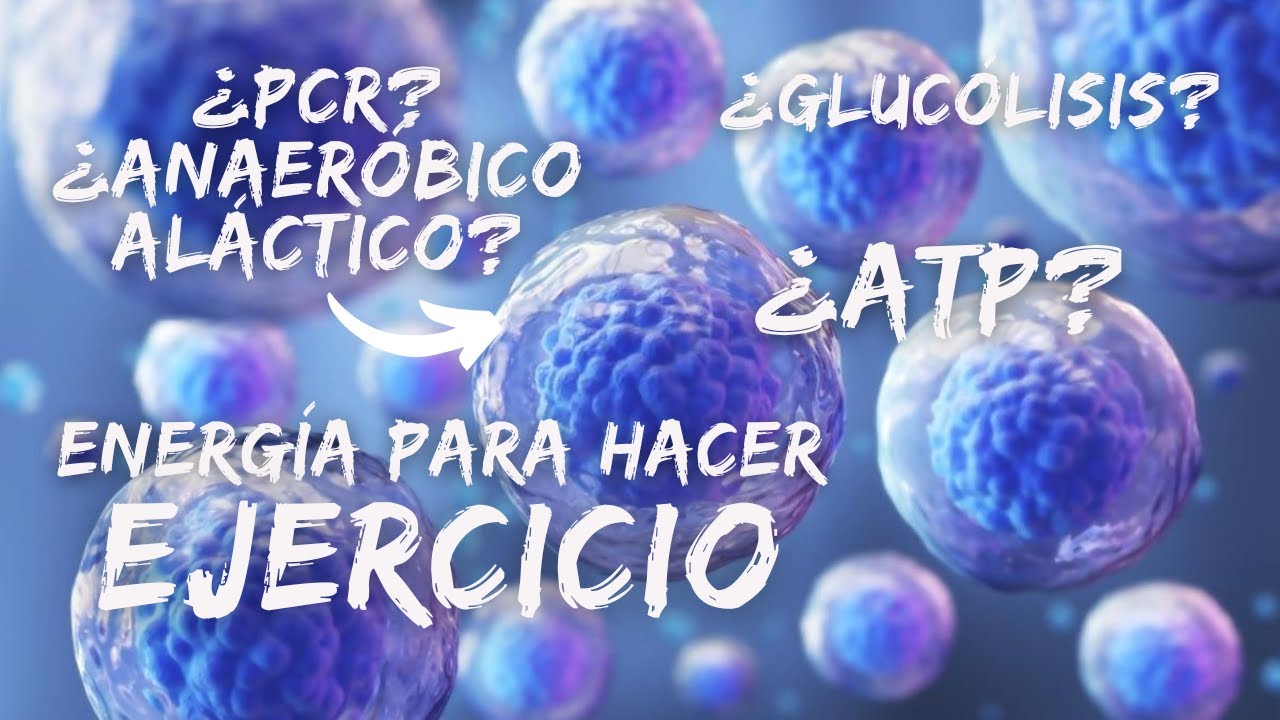 principal fuente de energía del cuerpo humano