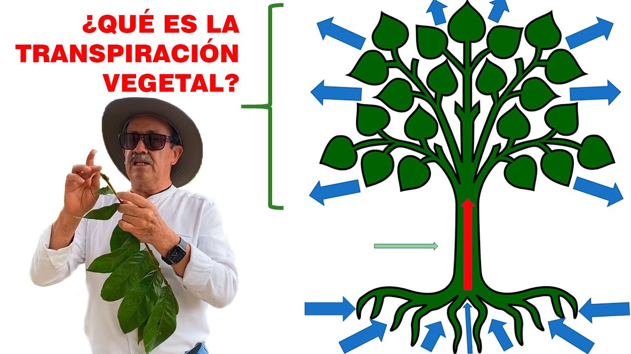 que es la transpiracion en las plantas