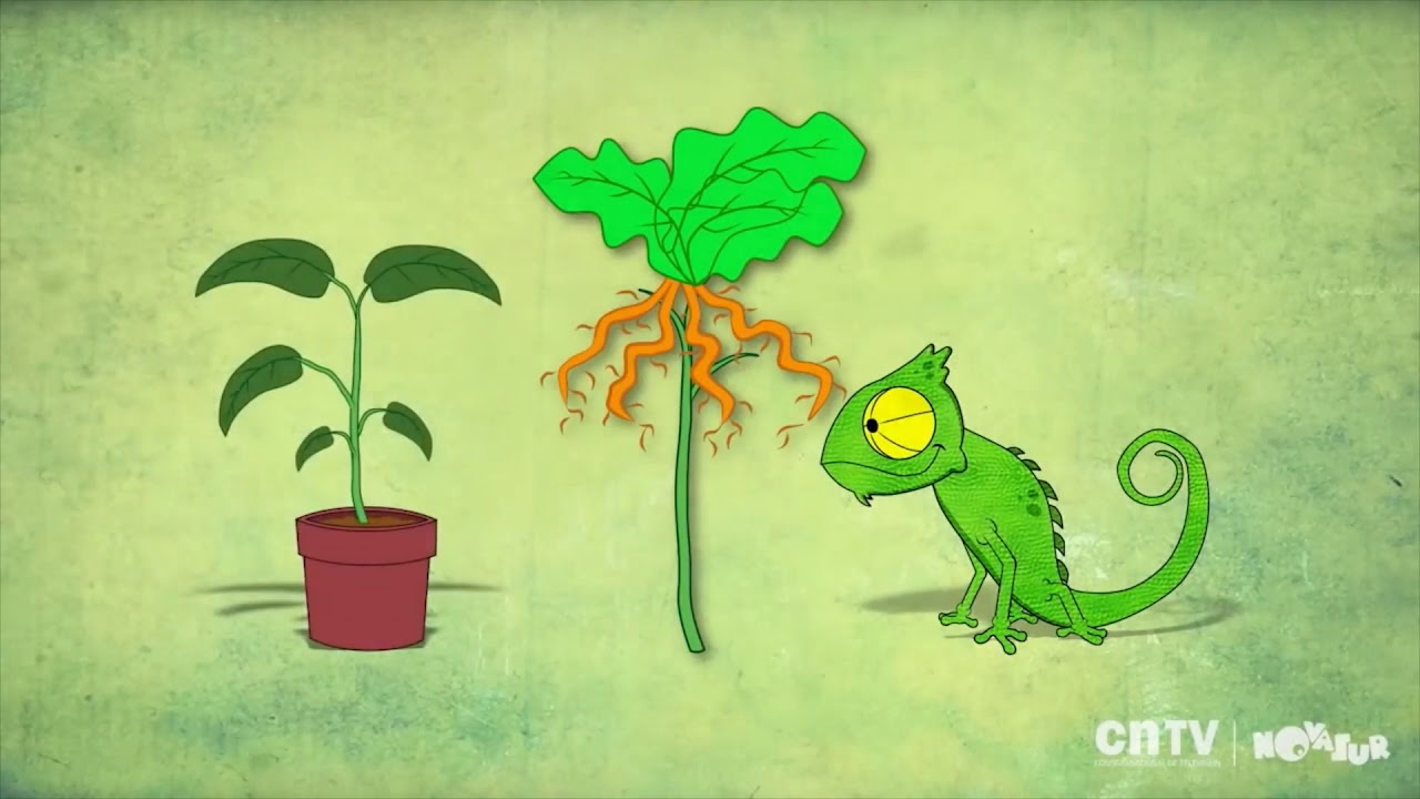 que necesitan las plantas para vivir