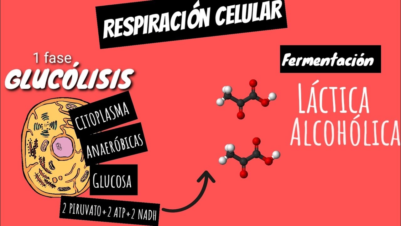 reaccion quimica de la fermentacion