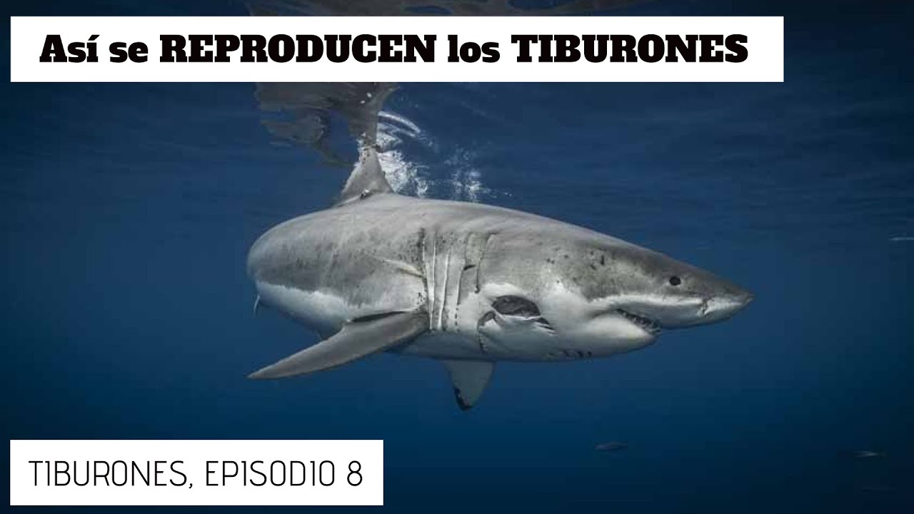tipo de reproducción de los tiburones