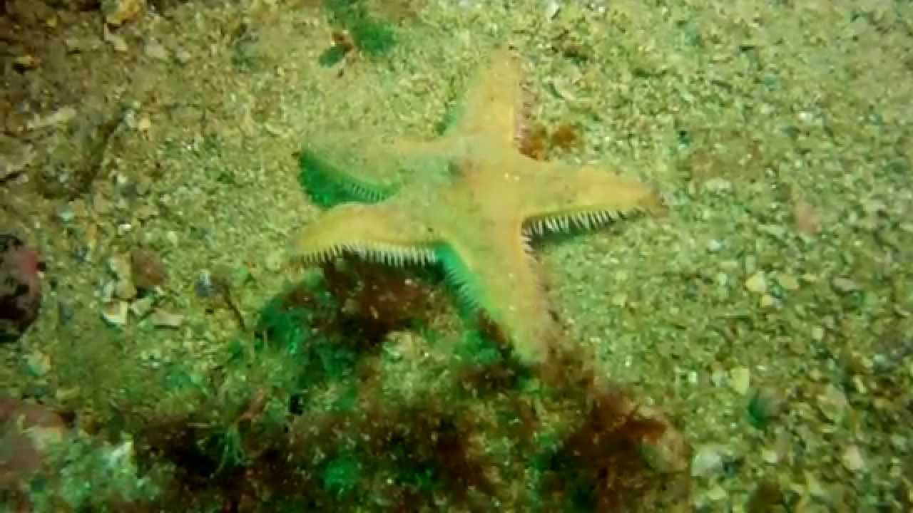 cómo se desplaza una estrella de mar
