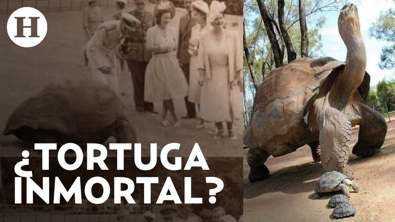 cual es la tortuga mas grande del mundo