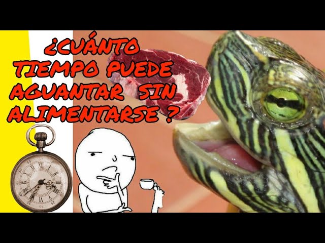 cuanto dura una tortuga sin comer
