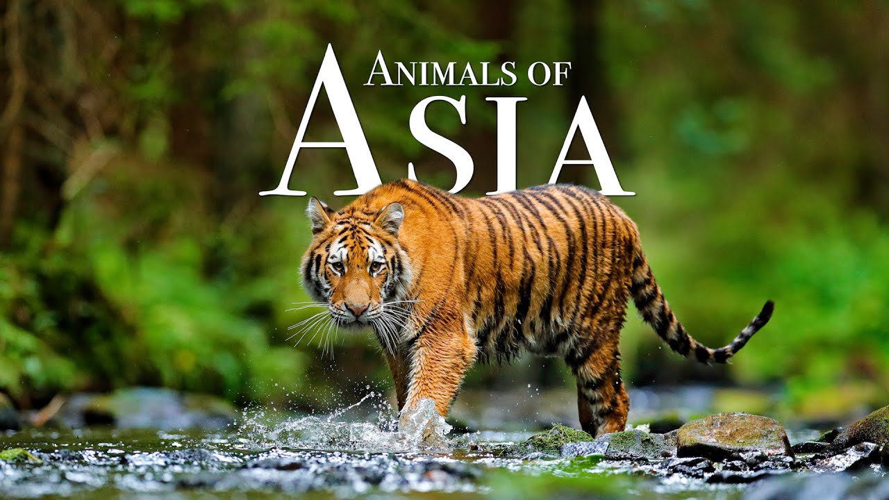 flora y fauna de asia