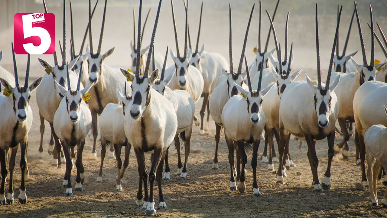 flora y fauna de qatar