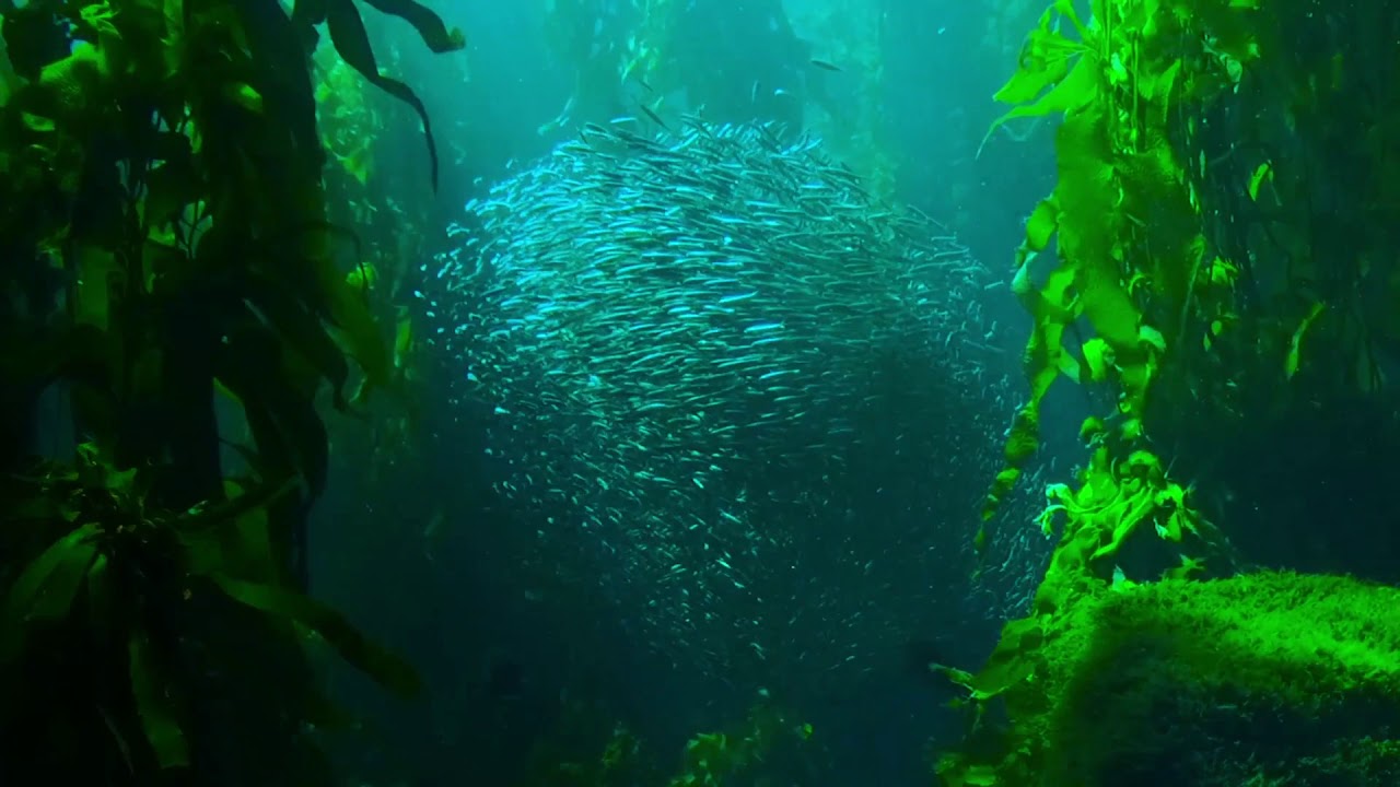 grupos de peces como se llama