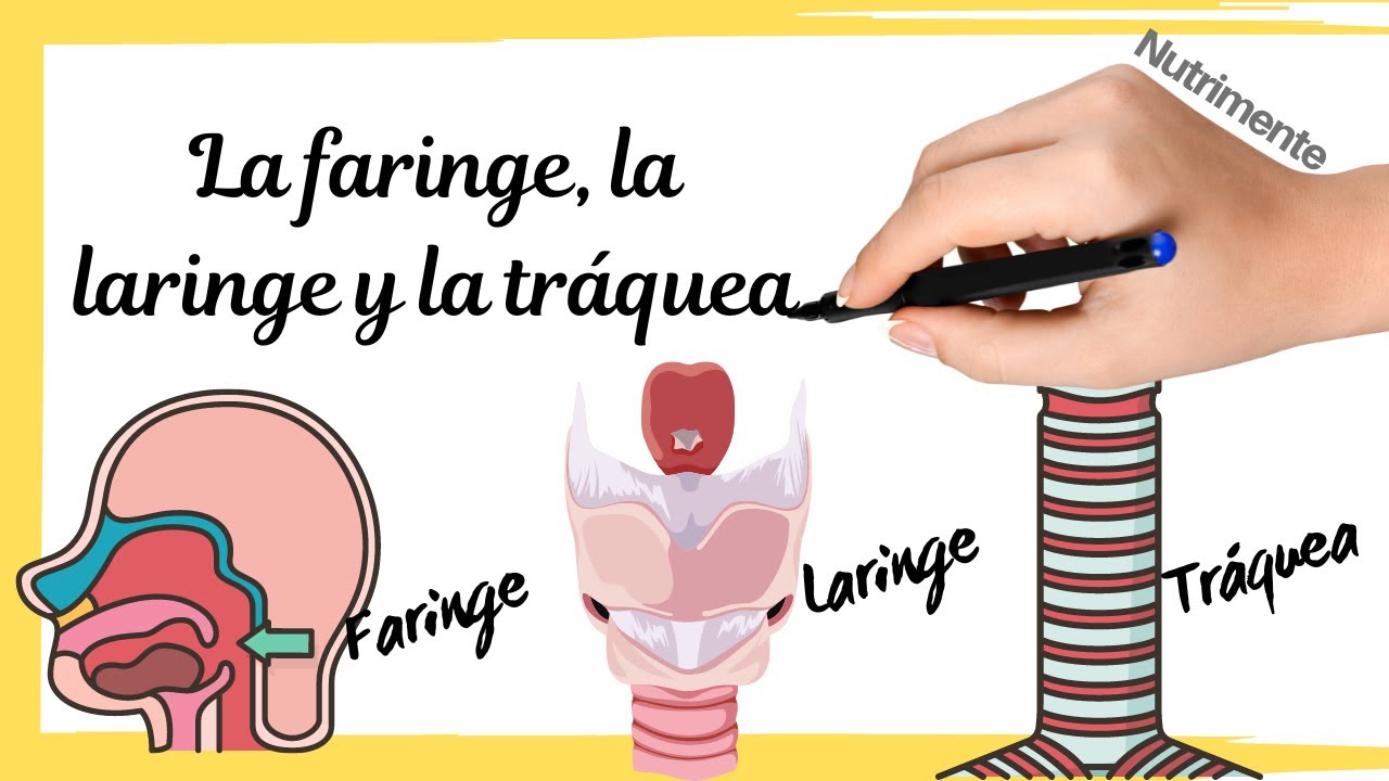 la función de la laringe