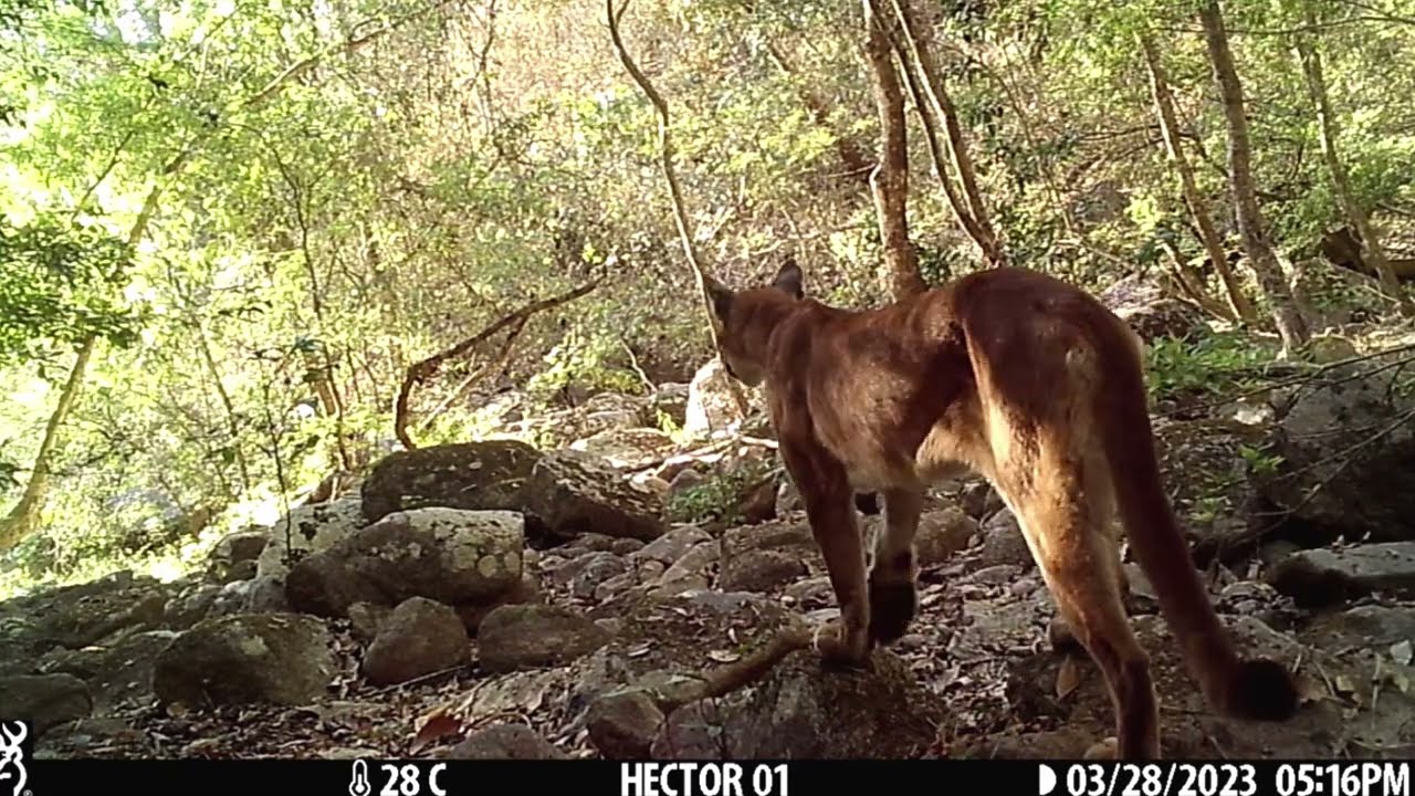 leon de la sierra animal