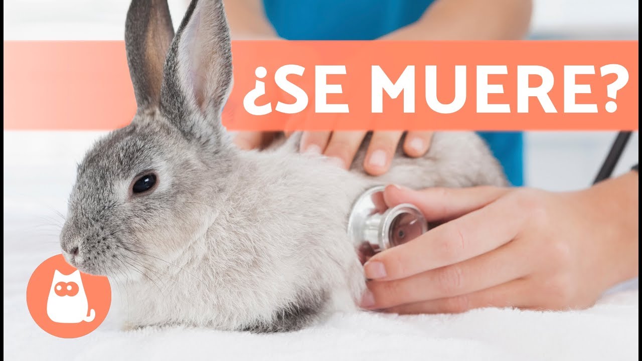 mi conejo se tumba de golpe