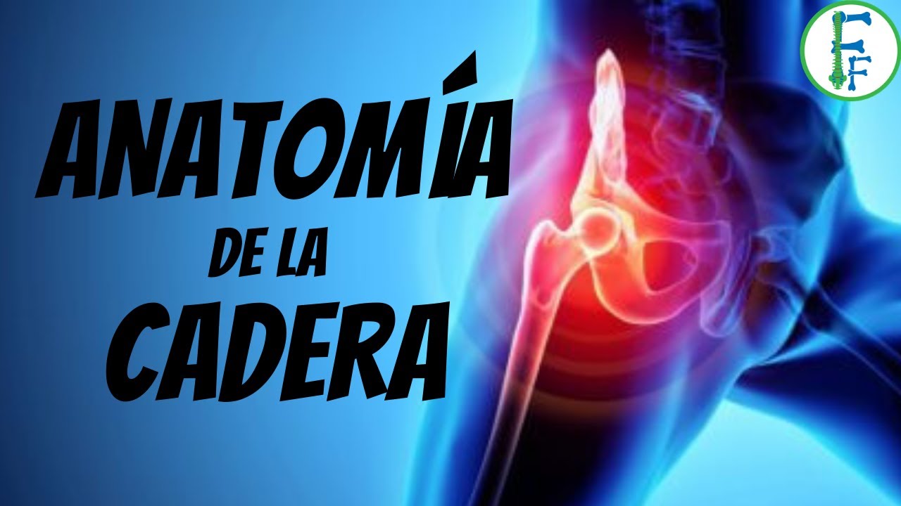 parte del cuerpo humano entre el torax y las caderas