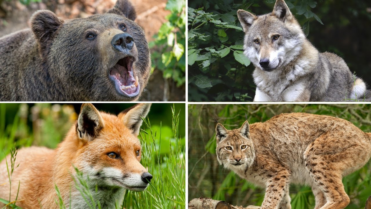 qué animales viven en el bosque de pino y encino