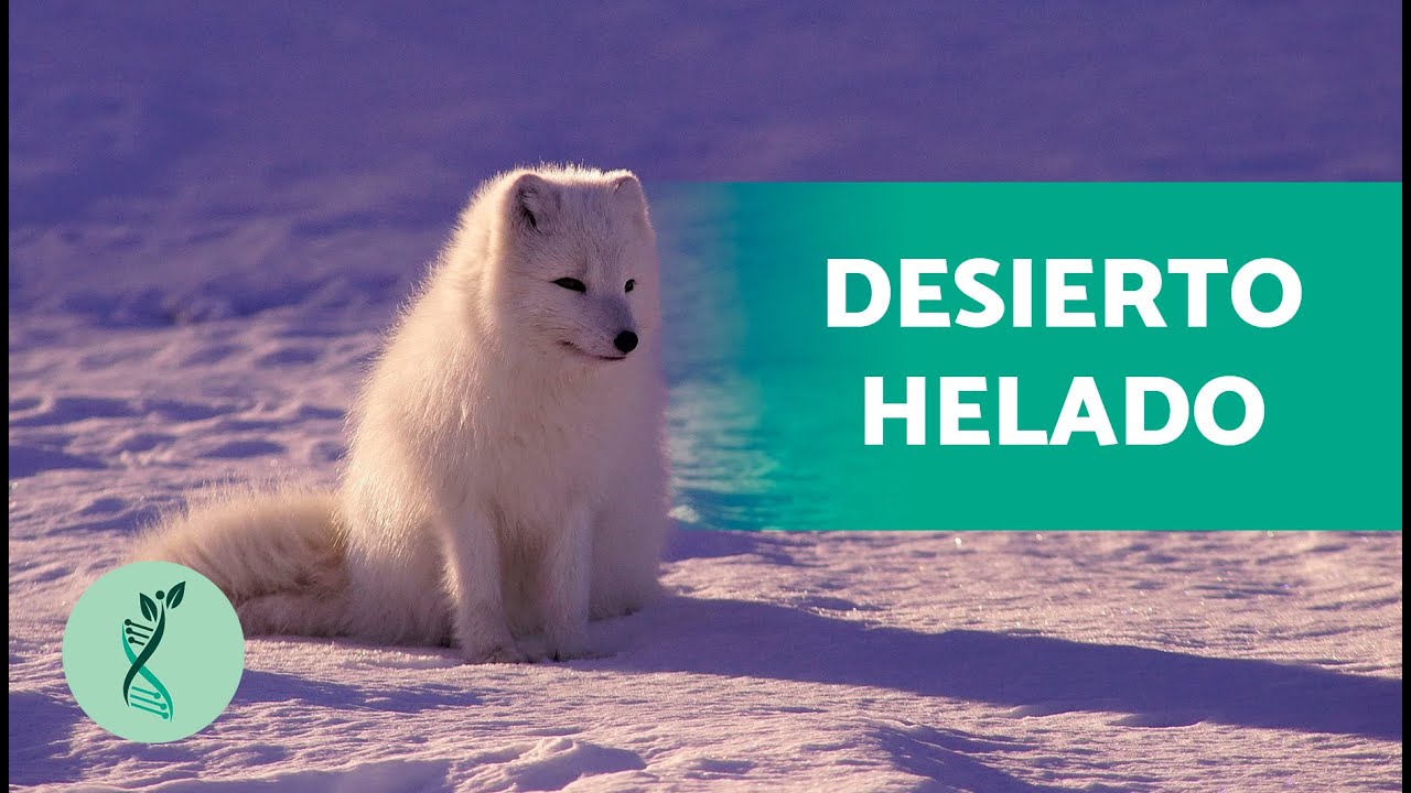 que clima tiene la tundra