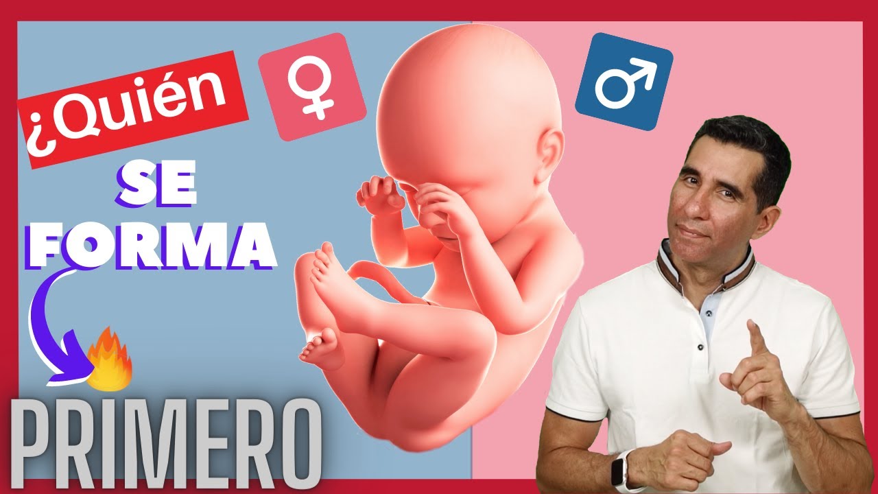 que se forma mas rapido un niño o una niña