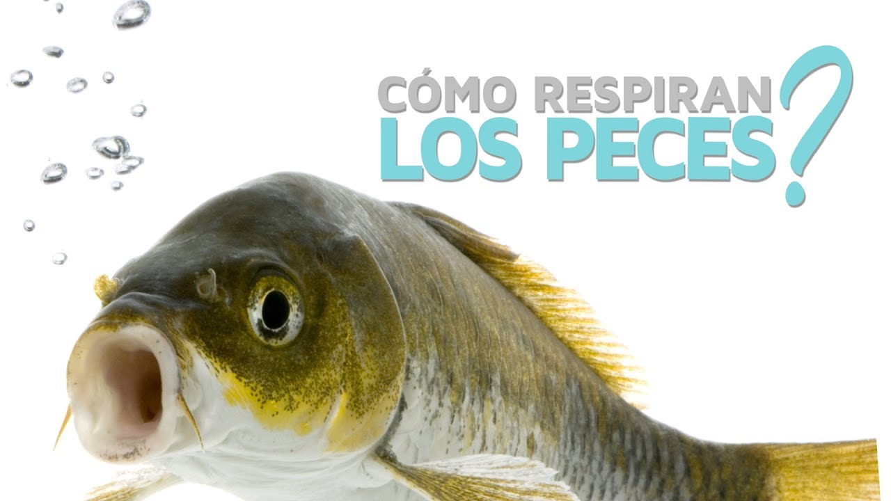 qué tipo de respiración tiene la trucha