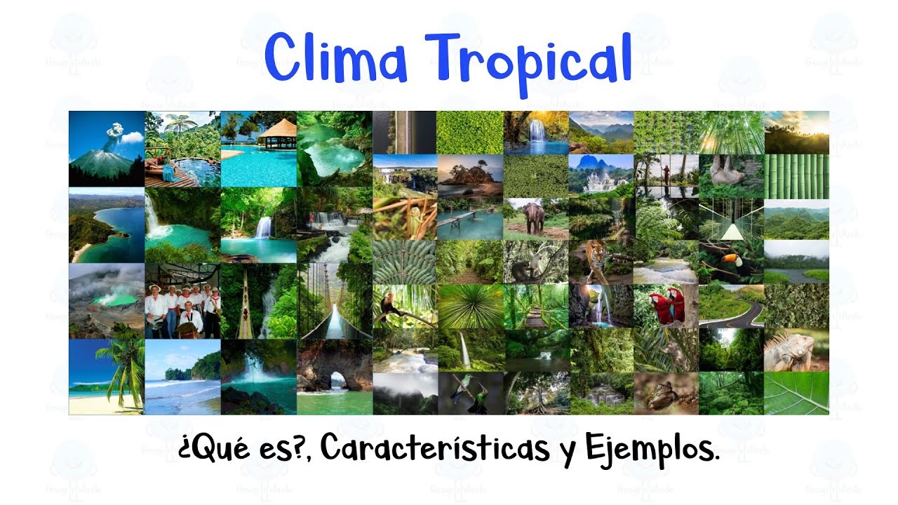 tres características de la zona tropical o cálida