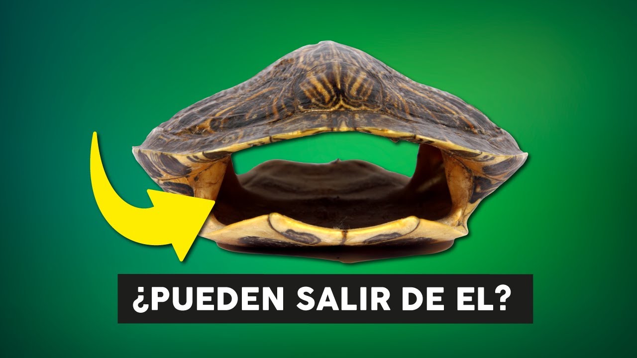 como es una tortuga por dentro