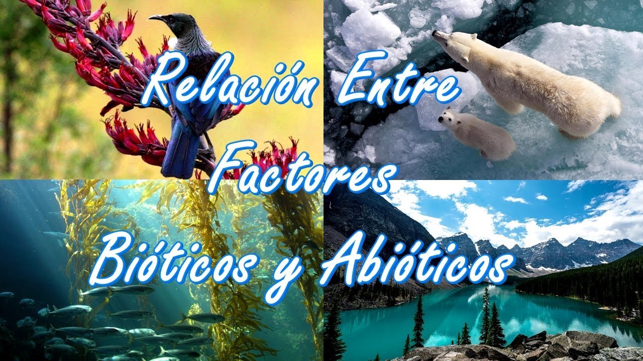 como se relacionan los factores bioticos y abioticos